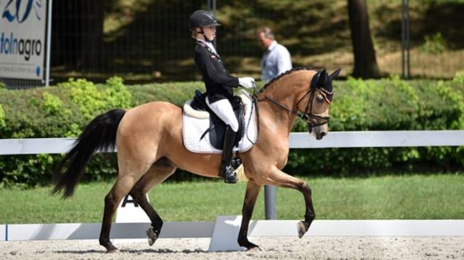 Campionati Europei Pony di dressage Baumgürtel imbattibile Cavallo