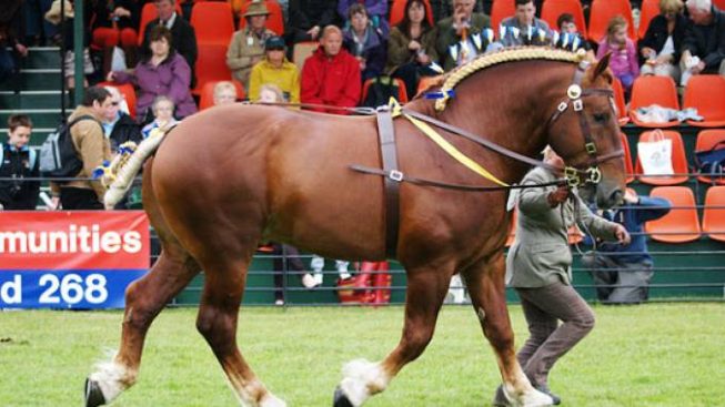 Come Si Dice In Inglese Cavallo