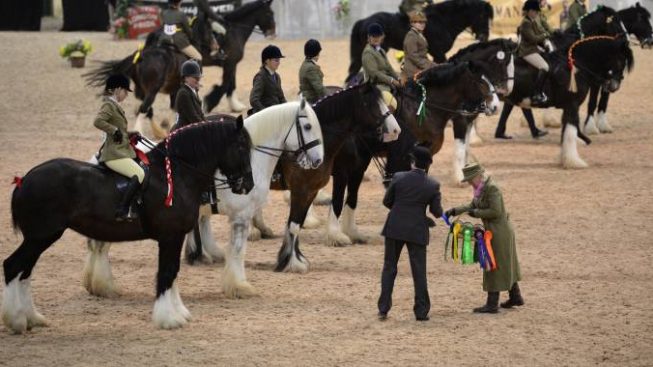 Un Grande Raduno Per Grandi Cavalli Gli Shire Cavallo Magazine