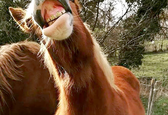 Equestre dating Irlanda