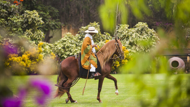 Cavallo Peruviano de Paso nella tenuta Mamacona © Daniel Silva / PromPerù