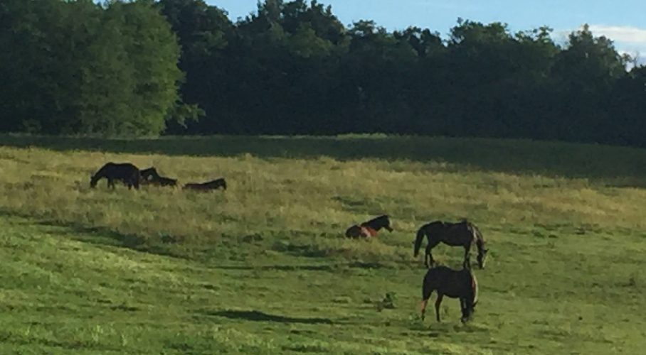 Al lupo, al lupo… Pensiamoci per tempo
