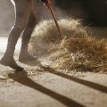 fieno polvere stalla cavallo 16x9 1 120x120