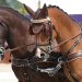 Azzurri all’estero nel weekend