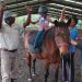 Quando il cavallo “vede” per due