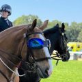 Luna e i suoi occhiali da sole - foto di Jennifer Donald (dal sito di Horse&Hound)