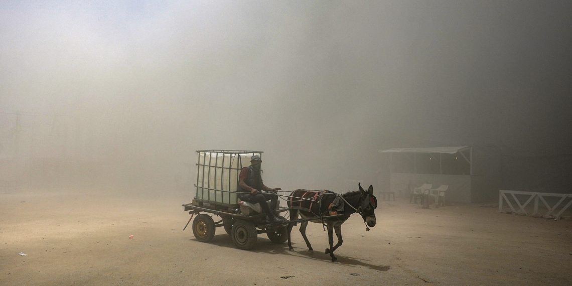 Gaza, e gli asini palestinesi salvati dalle Onlus