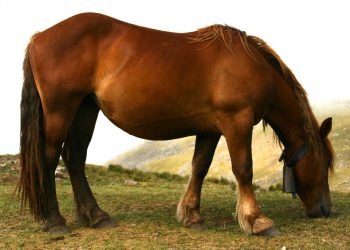 La Val Seriana, i campanacci e la gente che non sa