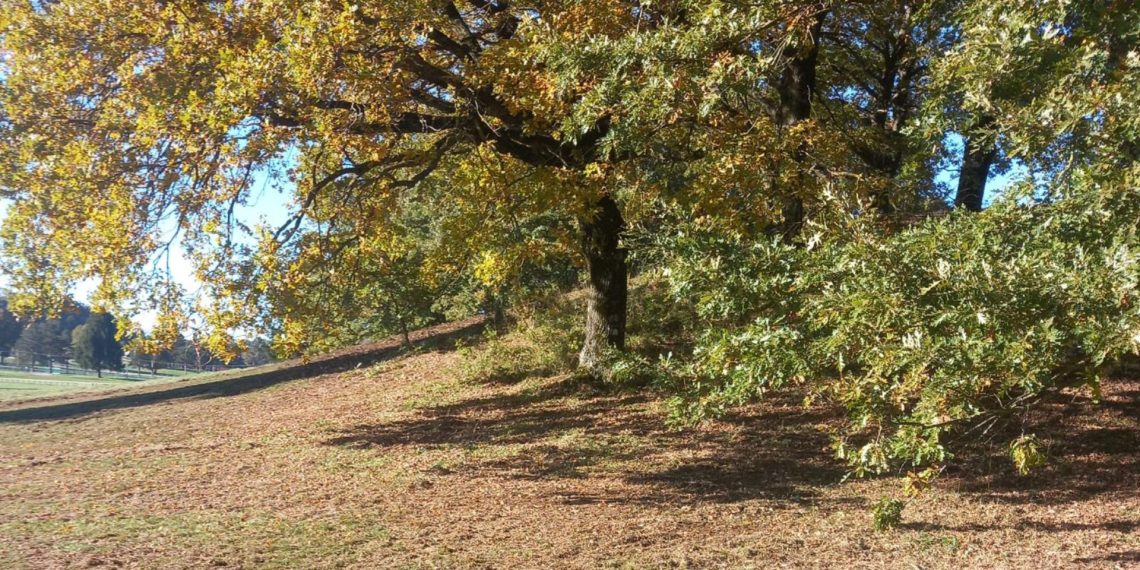 Centro Equestre Federale: sport e biodiversità a Rocca di Papa
