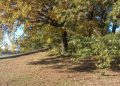 Centro Equestre Federale: sport e biodiversità a Rocca di Papa