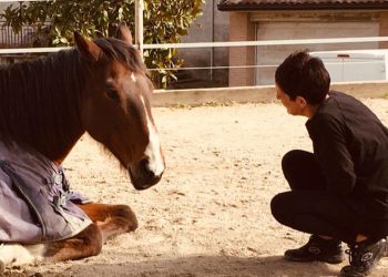 Reggio Emilia, Elisabeth è morta: probabilmente per il calcio di un suo cavallo