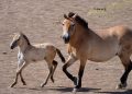 Przewalski: in Cina siamo a 900