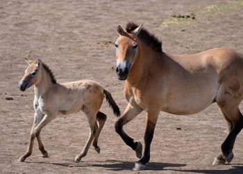Przewalski: in Cina siamo a 900