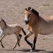 Przewalski: in Cina siamo a 900