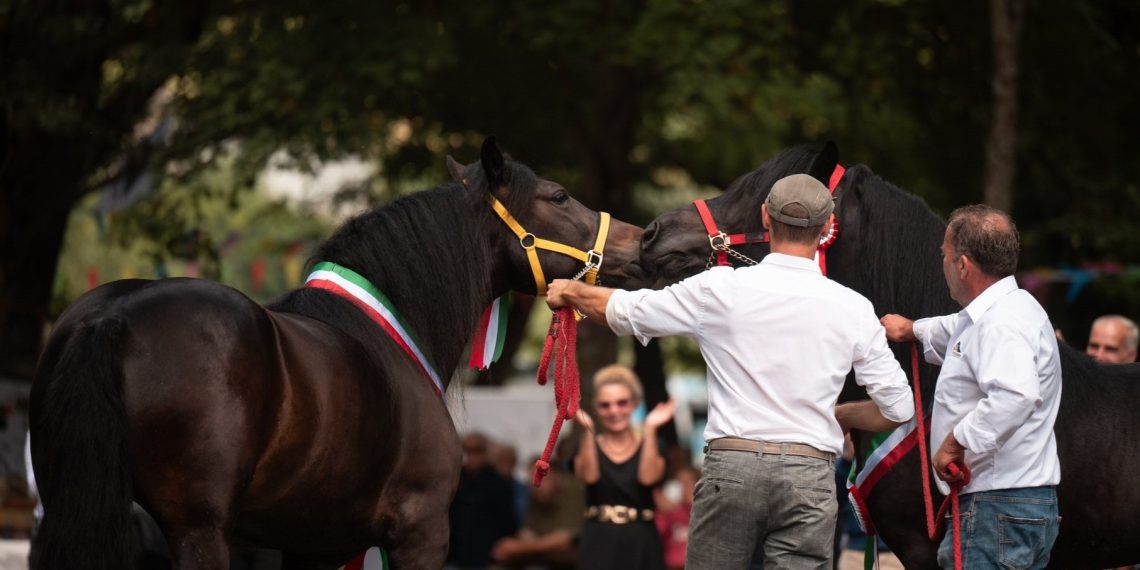 Nel segno di Athos, Sole e Atena: la Mostra del cavallo Bardigiano fa 50°