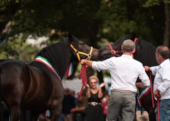 Nel segno di Athos, Sole e Atena: la Mostra del cavallo Bardigiano fa 50°