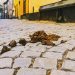 Valbrembo, cavalli off limits: ma non per sempre, se…