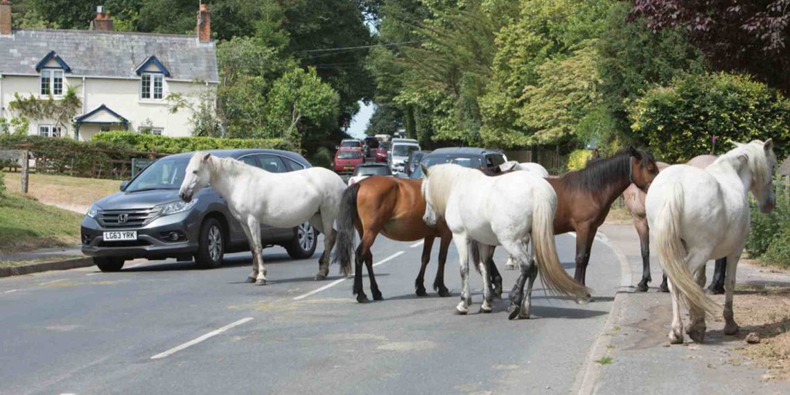 Brockenhurst, il ‘villaggio dei cavalli’ nella regione dei pony New Forest