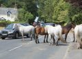 Brockenhurst, il villaggio dei cavalli nella regione dei pony New Forest