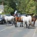 Brockenhurst, il ‘villaggio dei cavalli’ nella regione dei pony New Forest