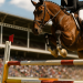 Nevrile, irrequieto, poco concentrato: la soluzione naturale per il cavallo sportivo