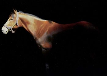 Alla Biennale  della Riviera Romana premiato Michi Grassi, pittore equestre