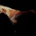Alla Biennale  della Riviera Romana premiato Michi Grassi, pittore equestre