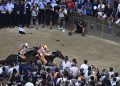 Palio di Siena: perché gli Anglo-Arabi, e non altri?