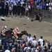 Palio di Siena: perché gli Anglo-Arabi, e non altri?