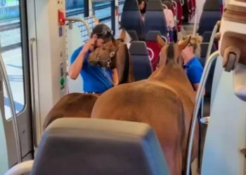 Due cavalli in treno: avevano il biglietto per i cani…