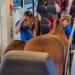 Due cavalli in treno: avevano il biglietto per i cani…