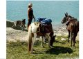 C’erano una ricercatrice, una cavalla, una mula e un cane…