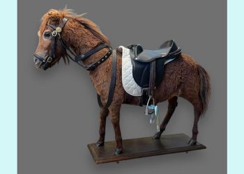 Paul, il pony d’altri tempi