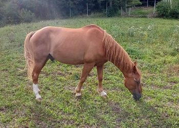 Rock, 23 anni, cerca casa
