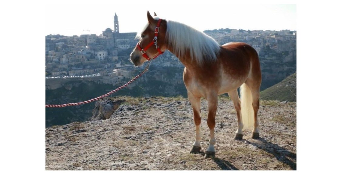 Matera, Eledorado Ranch: con gli Haflinger, guardando a un futuro più consapevole