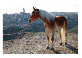 Matera, Eledorado Ranch: con gli Haflinger, guardando a un futuro più consapevole