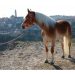 Matera, Eledorado Ranch: con gli Haflinger, guardando a un futuro più consapevole