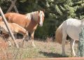 Monte San Giacomo: ‘arrestati’ tre cavalli
