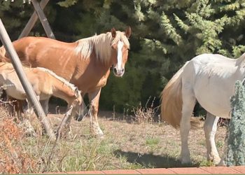 Monte San Giacomo: ‘arrestati’ tre cavalli