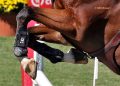 Mondiale giovani cavalli: Ollallà, che Felici… !