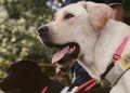 I migliori amici dell’uomo? Cavalli e cani