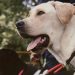 I migliori amici dell’uomo? Cavalli e cani