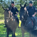 A cavallo sul Carso