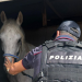 Catania: coca, cavalli e degrado