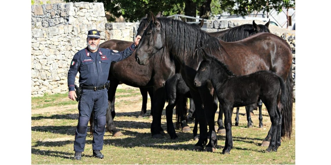 Arma dei Carabinieri e Bundespolizei insieme, con il cavallo Murgese