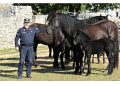 Arma dei Carabinieri e Bundespolizei insieme, con il cavallo Murgese