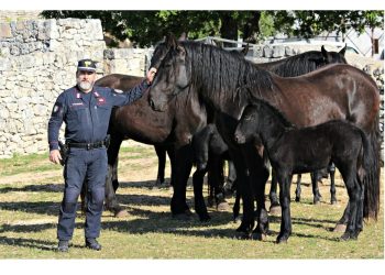 Arma dei Carabinieri e Bundespolizei insieme, con il cavallo Murgese