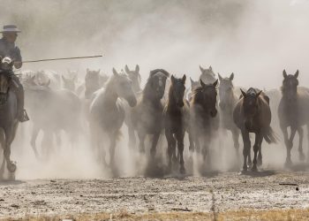 Spagna, Parco Nazionale di Doñana: la casa del cavallo Marismeño