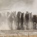 Spagna, Parco Nazionale di Doñana: la casa del cavallo Marismeño