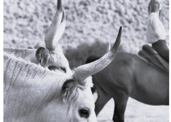 Castelli Romani: torna la Festa del Buttero Contemporaneo